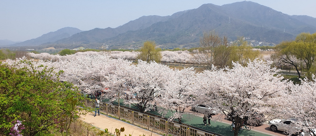 [포토] 하남 봄봄 문화축제...“흩날리는 연보라빛 향기”로 시민들 활력